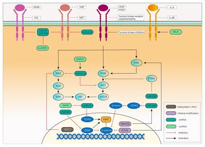 Epigenetic Alterations in Renal Cell Cancer With TKIs Resistance: From Mechanisms to Clinical Applications